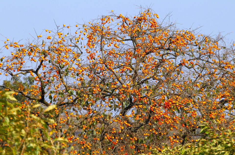 Persimmon orange orange fruit
