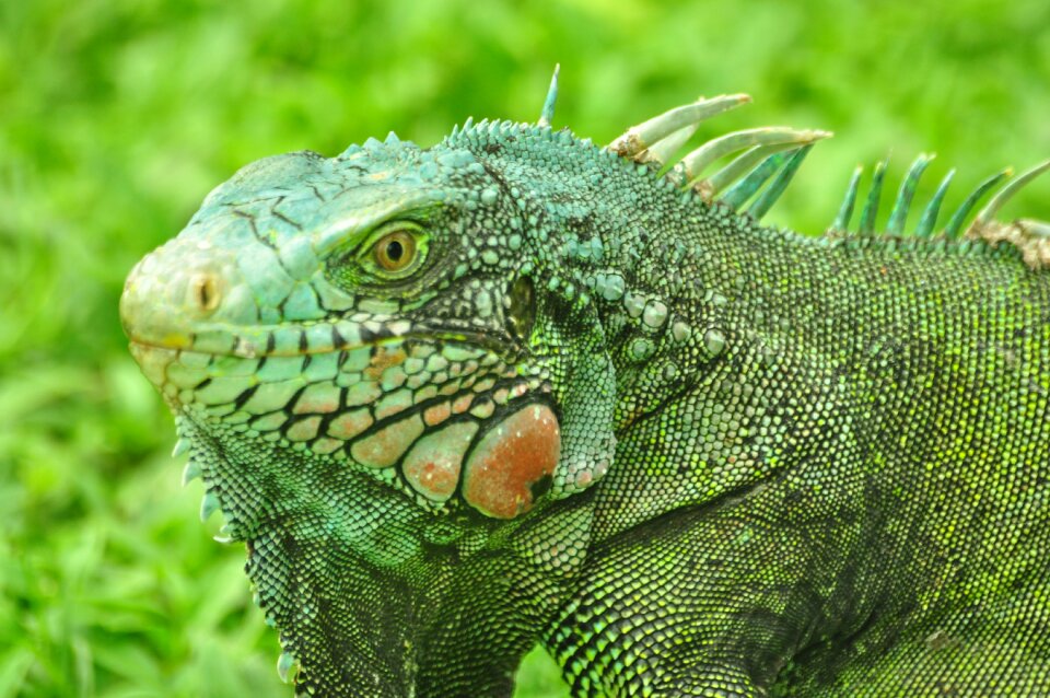Colors reptile wild