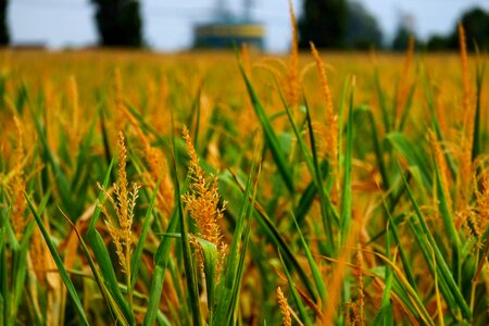 Cornfield field nature photo