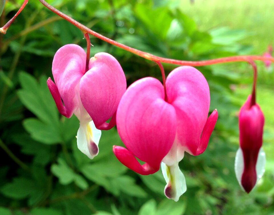 Bloom plant traenendes