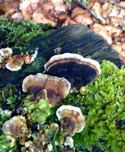 Plant mushrooms on tree autumn photo
