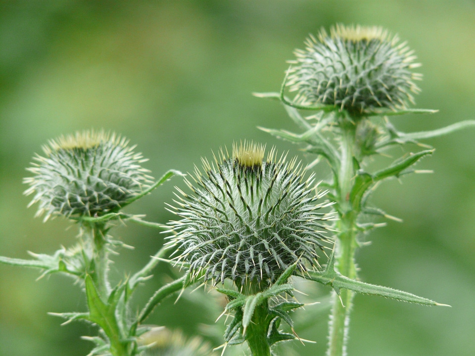Thistle ornamental plant medicinal plant