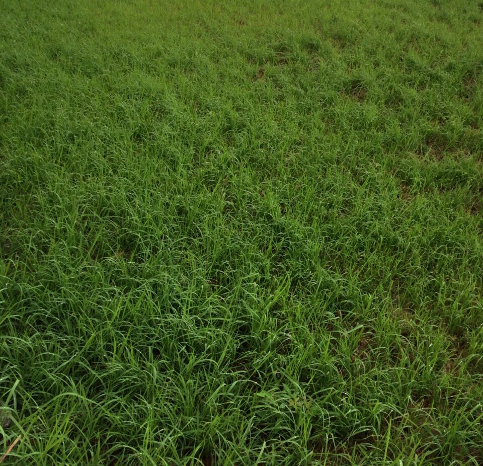 Nature meadow lawn