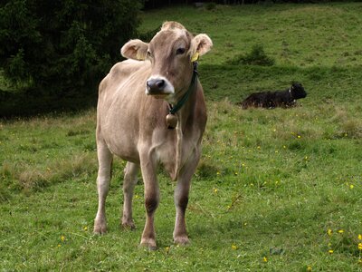 Animals cows allgäu