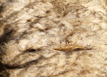 Sheared sheep shear