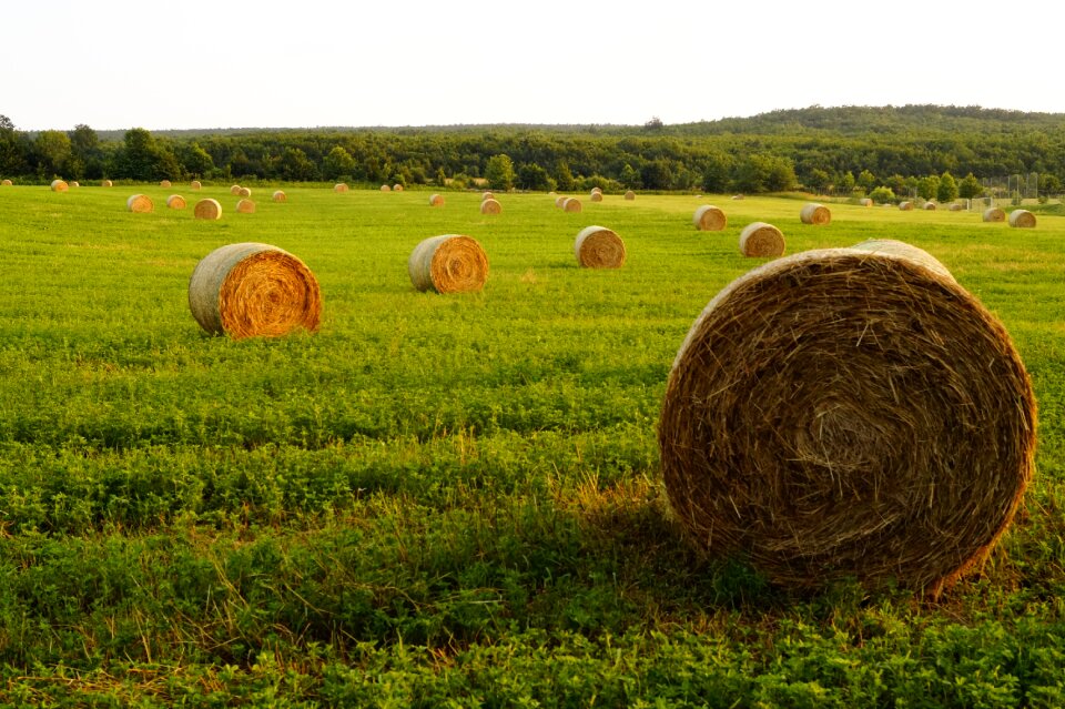 Agriculture summer rural landscape