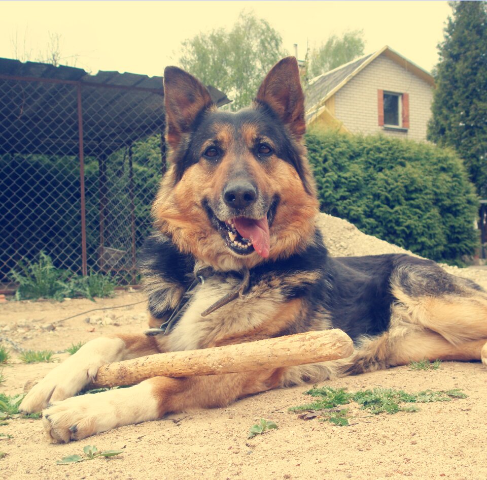 Animal canine cute
