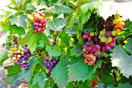 Natural fruit grape