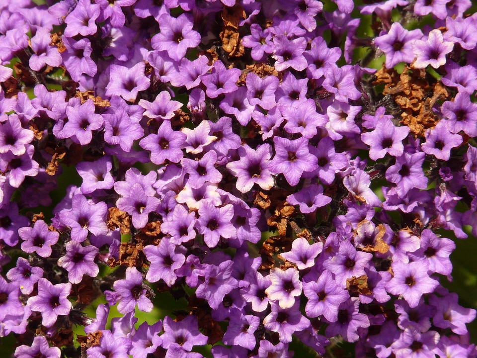 Boretschgewächs bush balcony plant