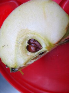 Apple red fruit