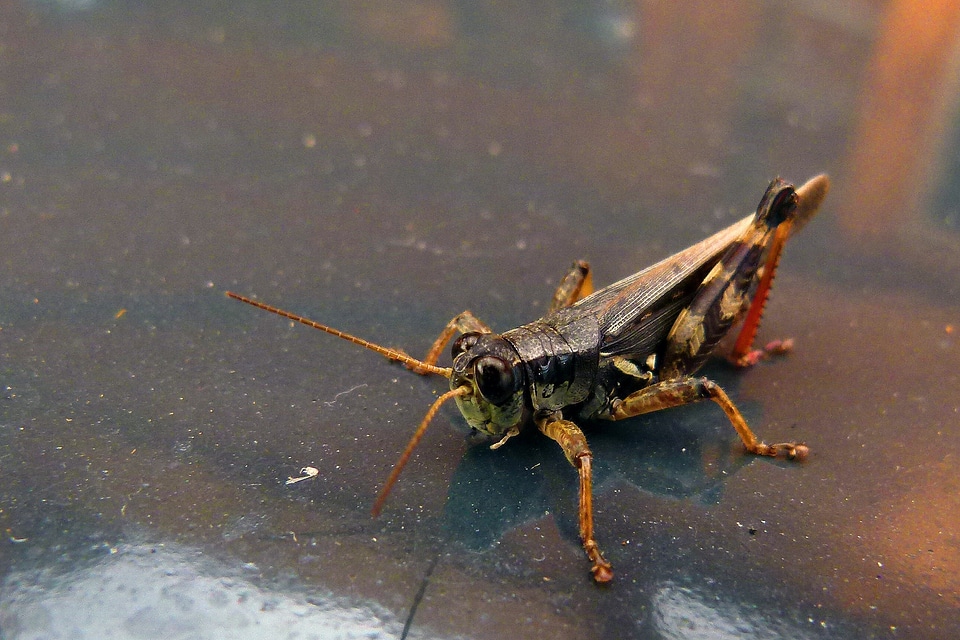 Nature insect macro