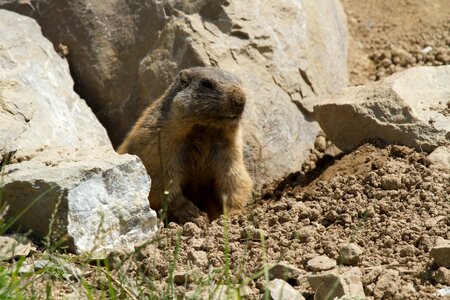 Alpine marmota marmot engineering photo