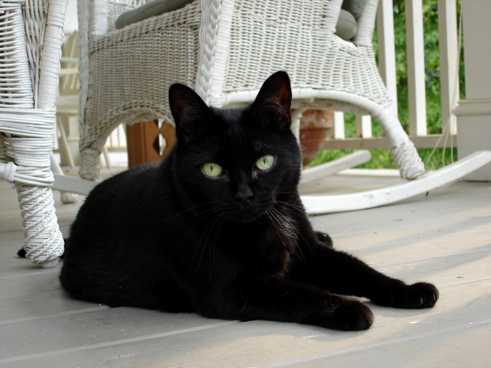 Summer feline animal