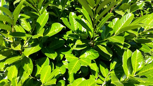 Plant garden hedge