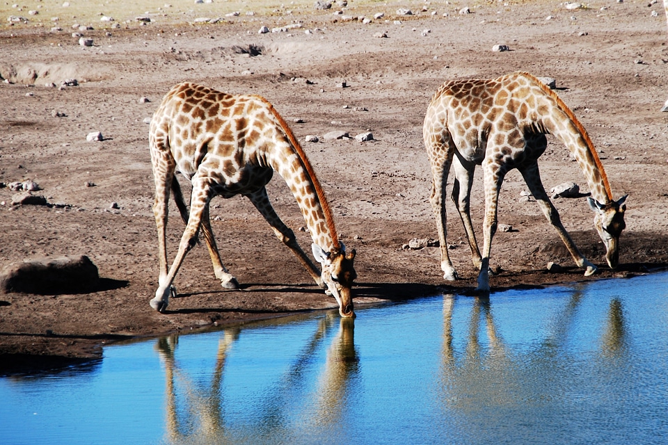 Animal africa safari
