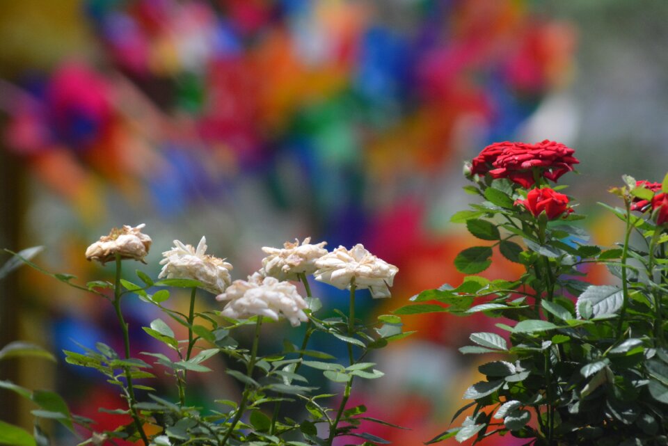 Izmir flower picture spring