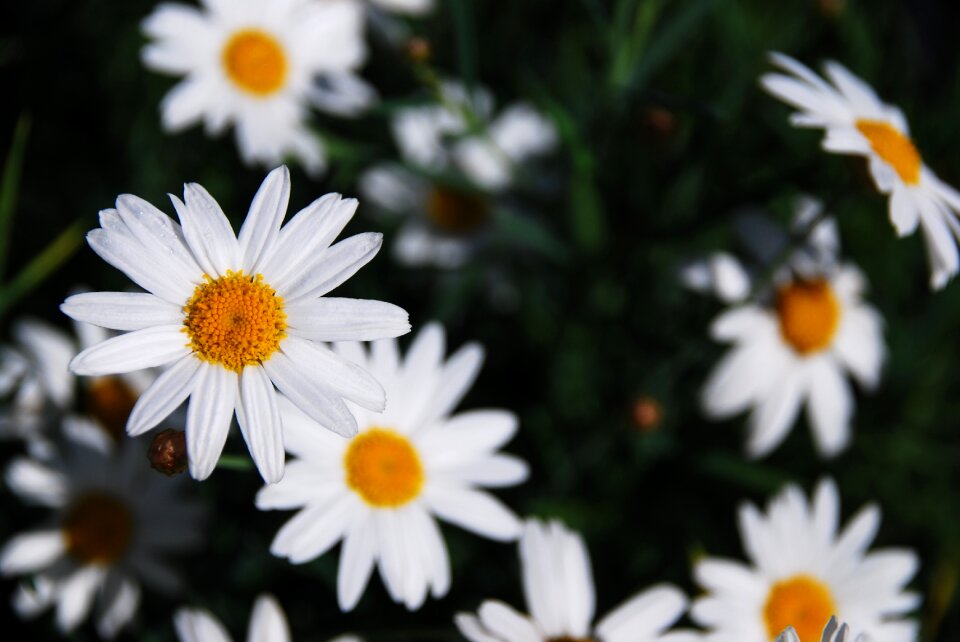Blossom floral natural