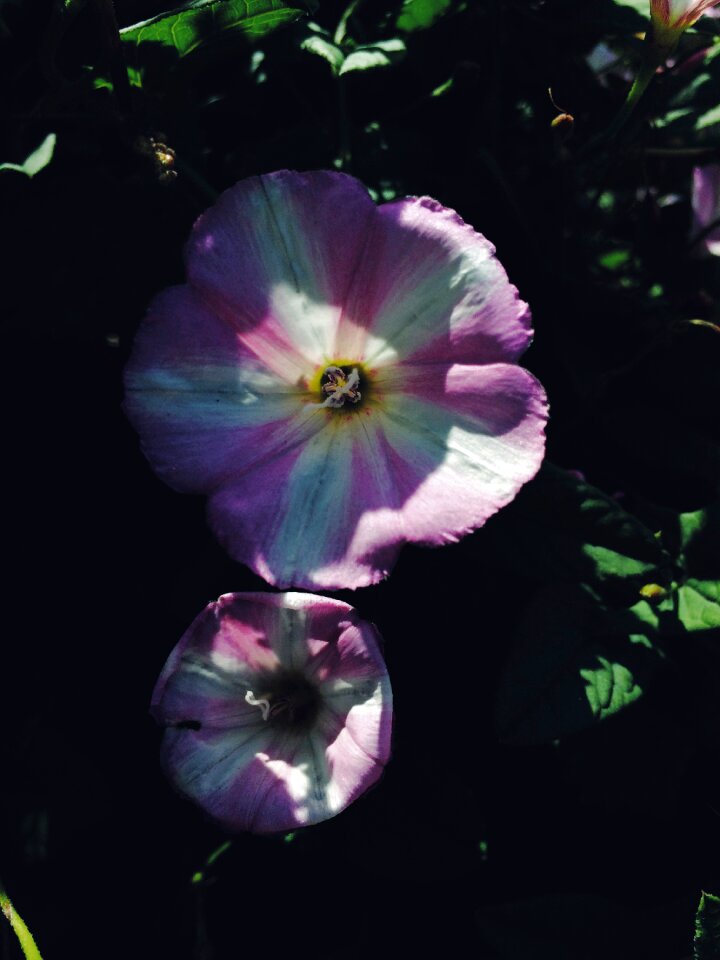 Pink flower spring garden