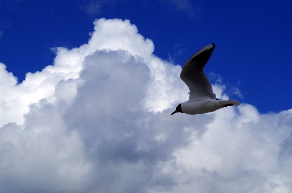 Flight freedom clouds