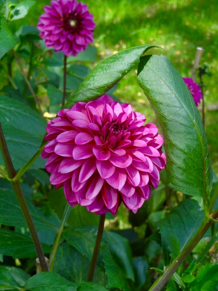 Dahlia flowers plant