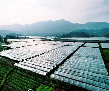 Greenhouse agriculture a large area