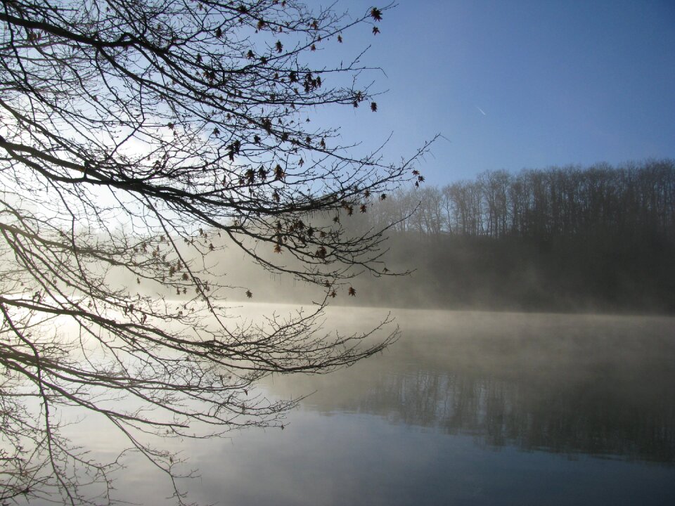 Mist winter trees