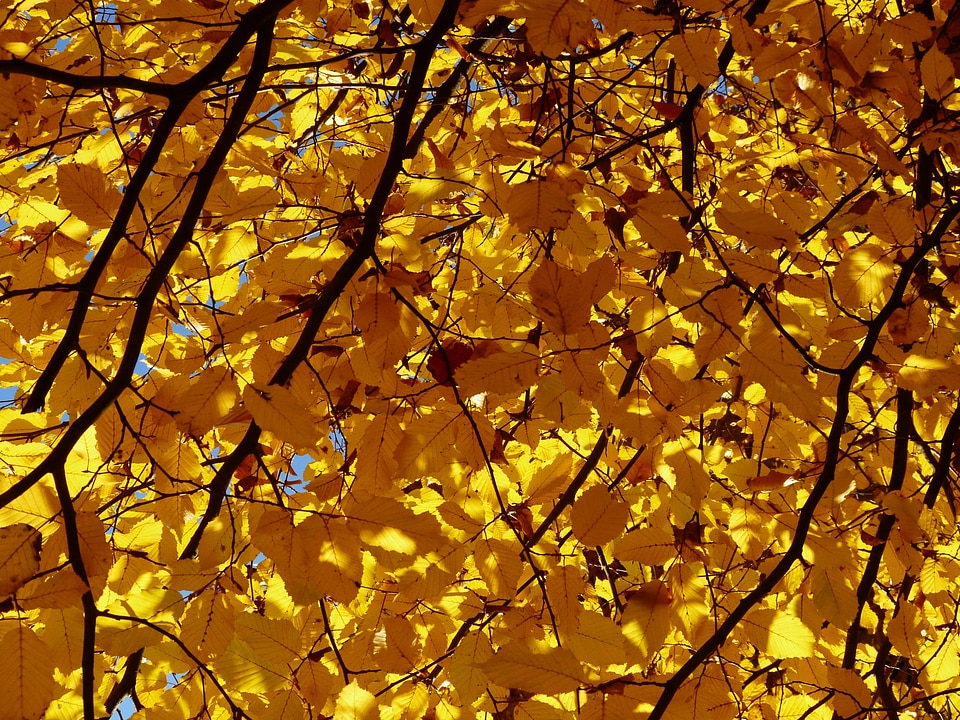 Birch greenhouse betulaceae golden autumn