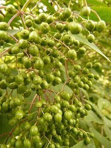 Sambucus nigra holder bush holler