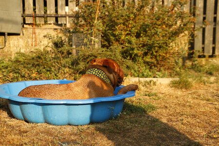 Dogue de bordeaux dog de bordeaux bordeaux photo