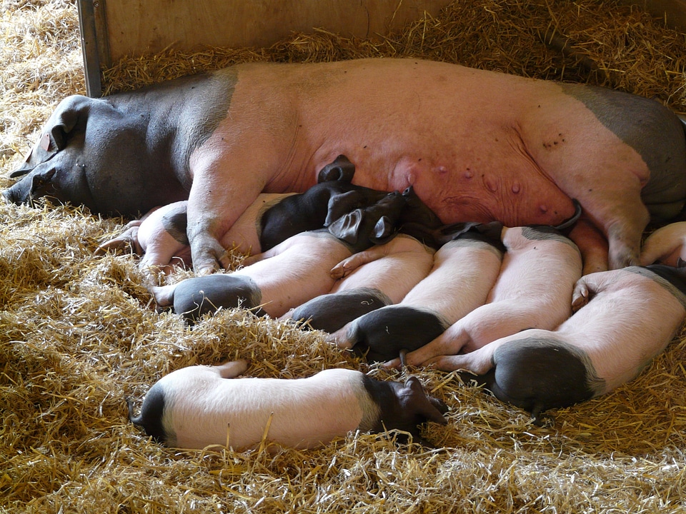 Piglet suckle mother