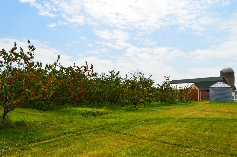 Agriculture orchard summer