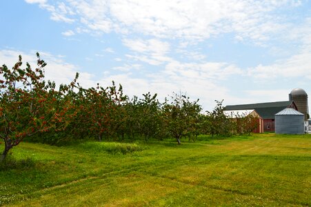 Agriculture orchard summer photo