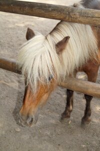 Young animal braunschweig landscape