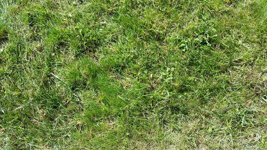 Plant blade of grass nature
