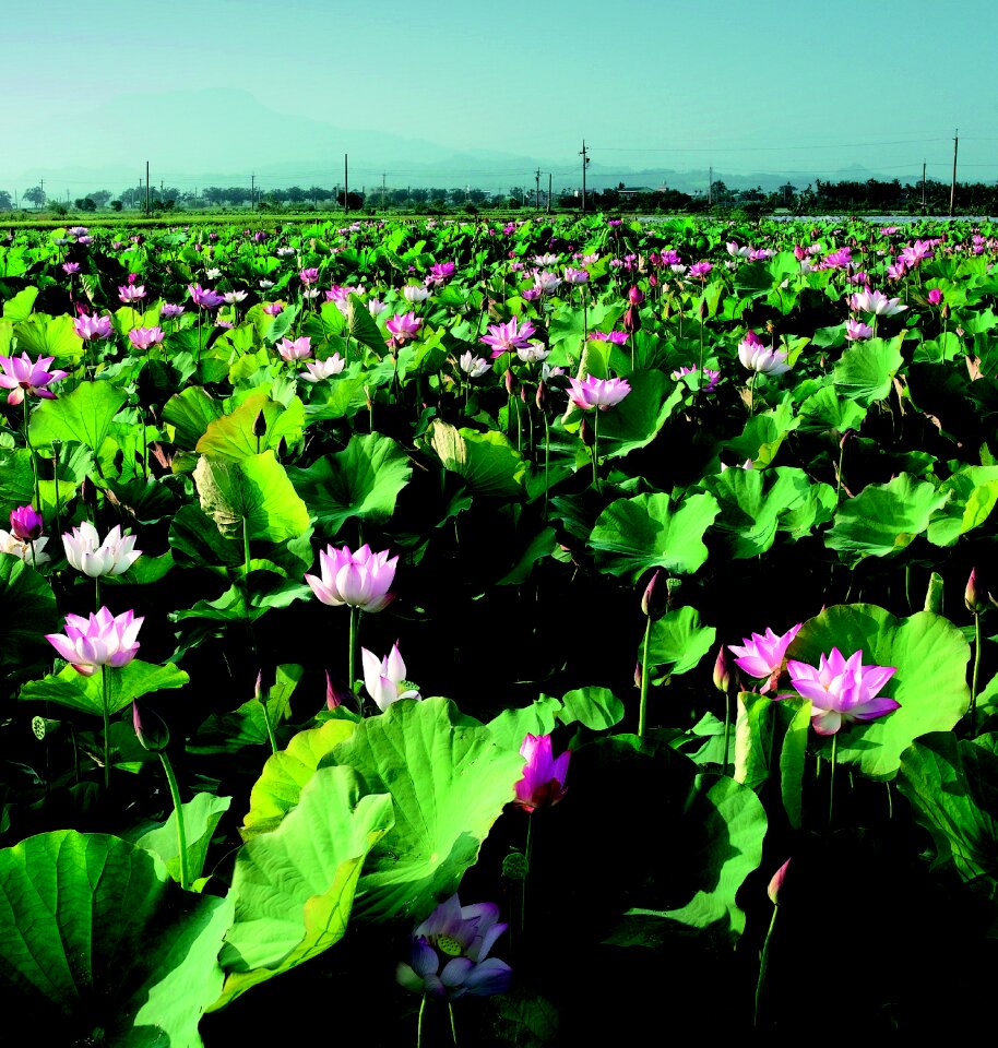Lotus in rural areas china wind