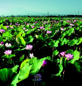 Lotus in rural areas china wind
