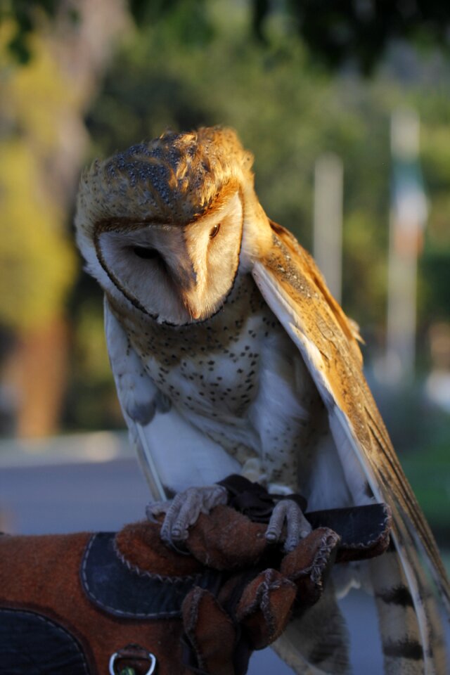 Owl zoo morelia