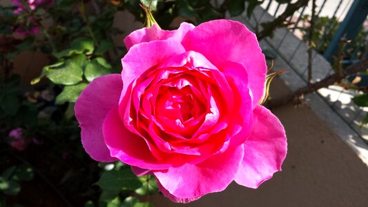 Green natural pink