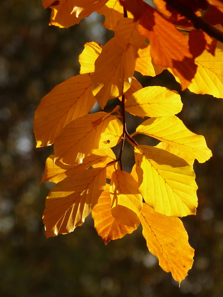 Deciduous tree golden autumn golden october