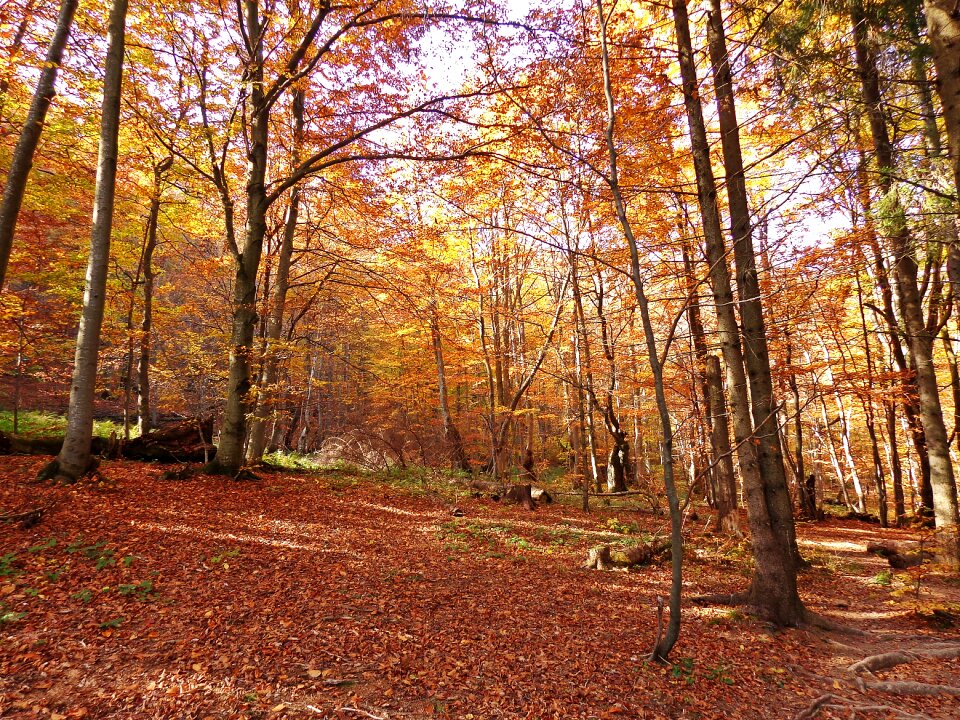 Landscape foliage konary