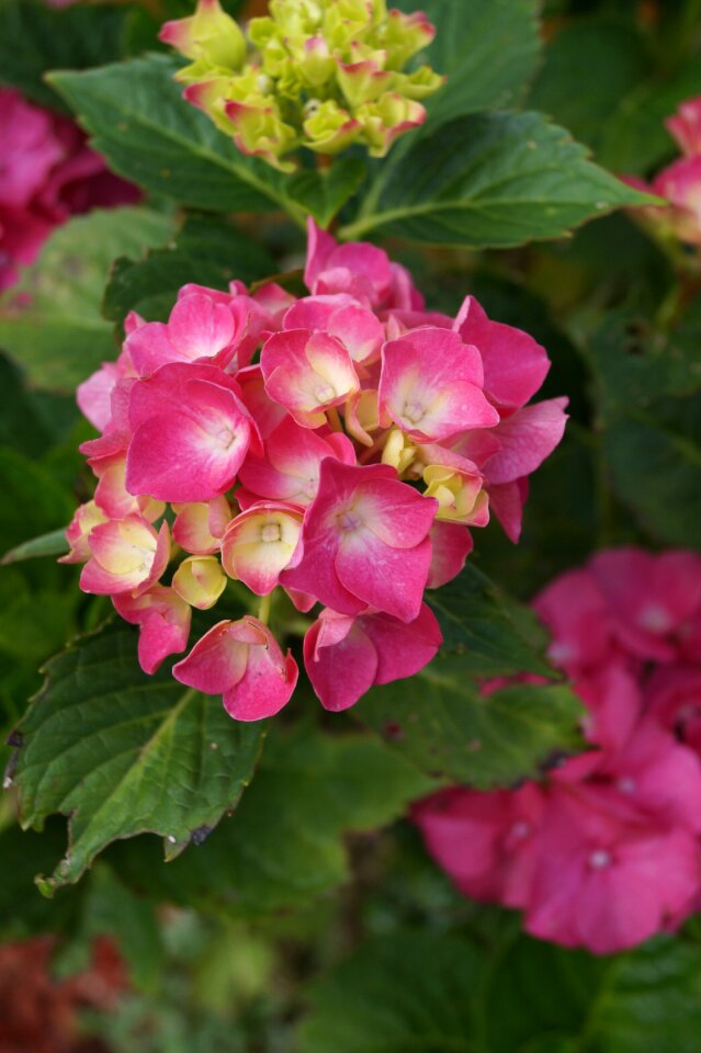 Purple spring plant