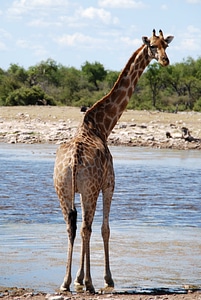 Africa watering hole move photo