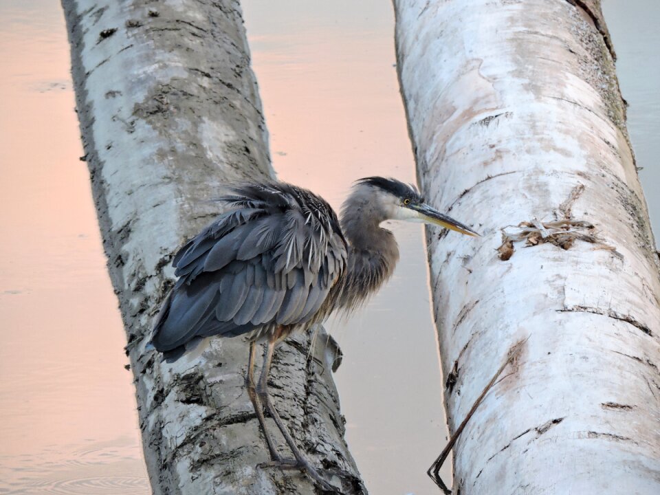 Wildlife animal feathers