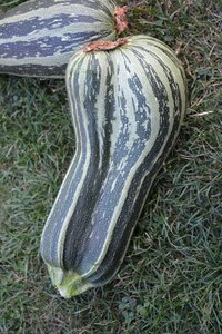 Garden vegetables zucchini