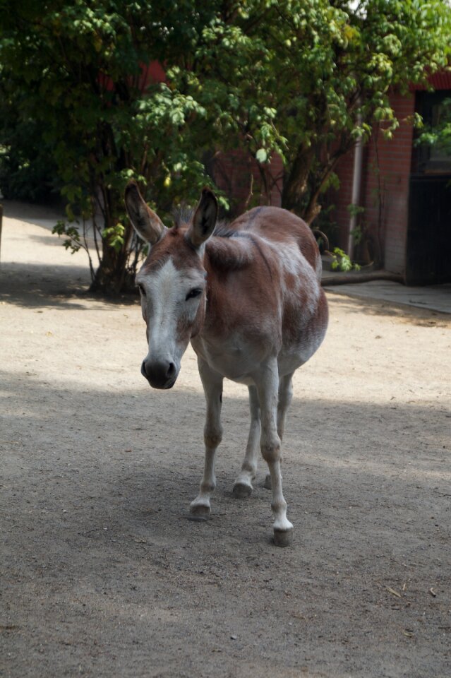 Young animal braunschweig landscape