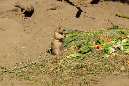 Nager small meerkat