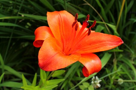 Stamen pistil flora photo