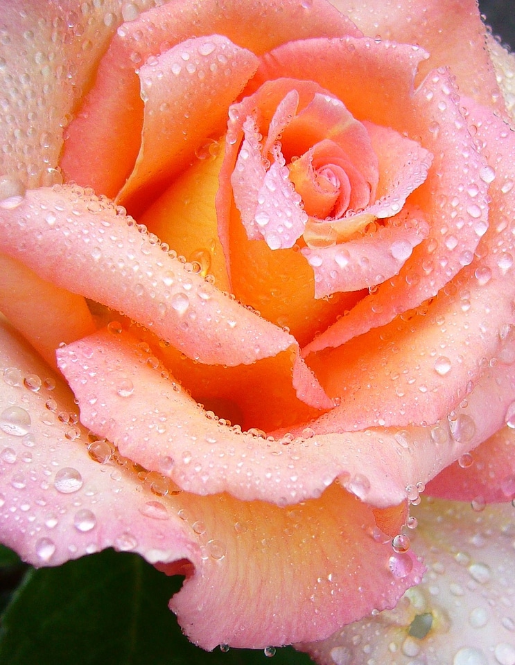 Raindrops flower salmon pink