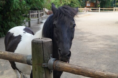 Young animal braunschweig landscape
