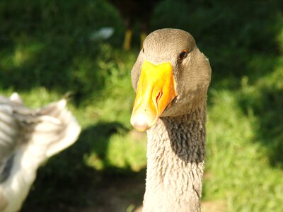 Animal bird geese photo